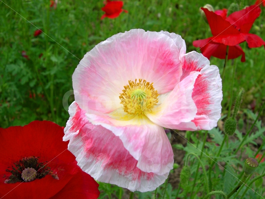 양귀비,양귀비꽃,꽃,야생화,식물,flower,creamcups,식물,자연,plants,nature,꽃,flower