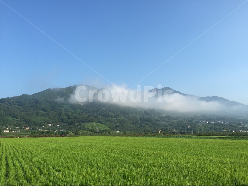 청보리밭,시골풍경,초록색,낮은구름,전원풍경,자연,풍경,nature,landscape,시골,마을,country,rural,town,grassland,목초지,field,들,outdoors,옥외,paddy field,패디 필드