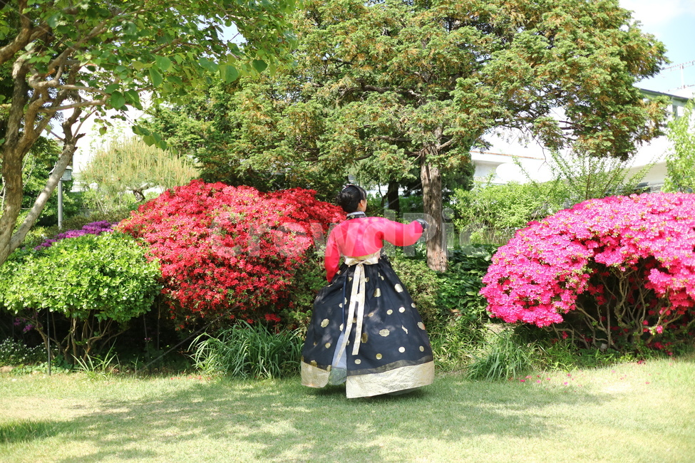 북촌한옥마을,한복,여자한복,빨간한복,옷,패션,마당,마당식물,정원,식물,garden,화단,꽃,진달래,의류,clothing,의복,apparel,outdoors,옥외,한복,한국전통의상,hanbok,korean traditional clothes