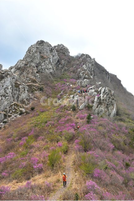 주작산,덕룡산,종주,진달래,풍경,기암,바위,비경,봄풍경,진달래꽃,강진,명산,산행,등산,마운틴,힐링,mountain,landscape,자연,natural,자연,풍경,nature,landscape,한국자연풍경,한국자연경관,korea nature landscape,slope,경사,outdoors,옥외