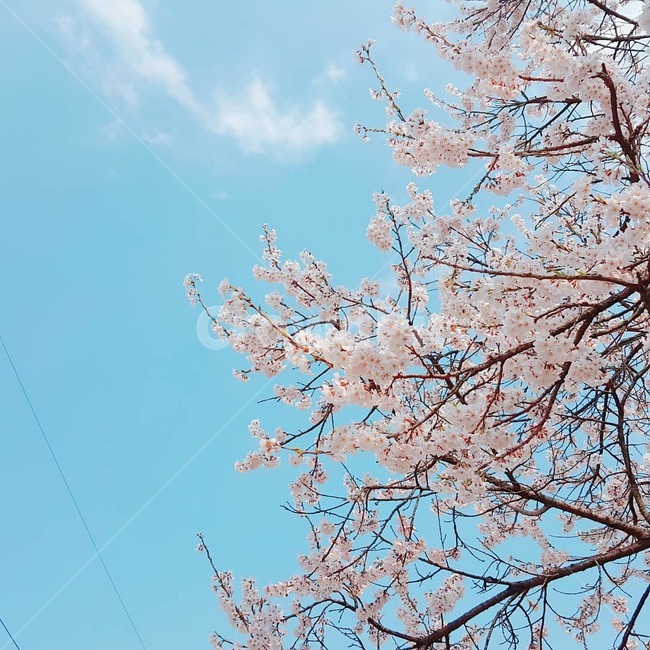 봄,벚꽃,하늘,청량,분홍