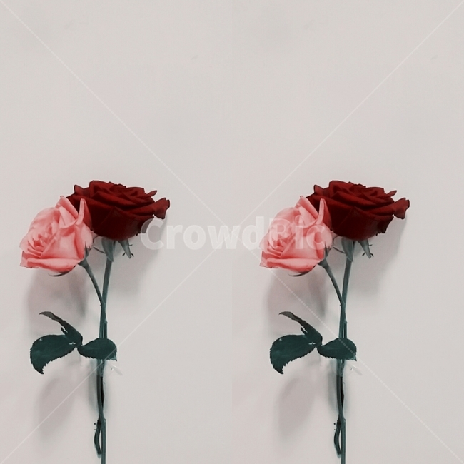 빨간장미,핑크장미,분홍장미,장미꽃,꽃