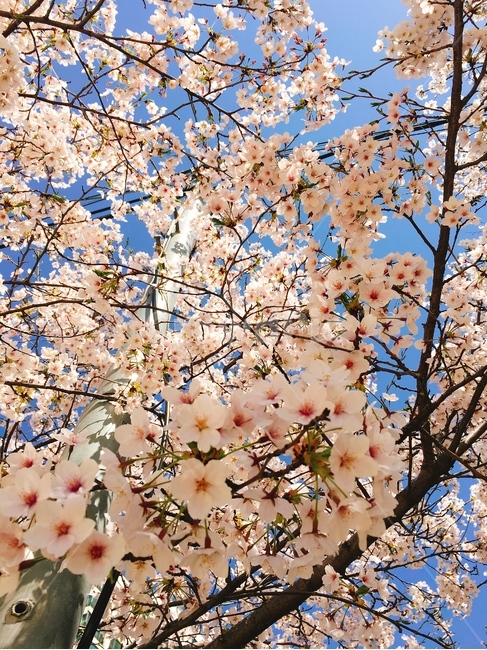벚꽃,꽃,봄,하늘,벚꽃길,꽃놀이,꽃하늘,벚꽃하늘,햇살,풍경,봄,계절,spring,season,식물,자연,plants,nature,꽃,flower,plant,blossom,cherry blossom