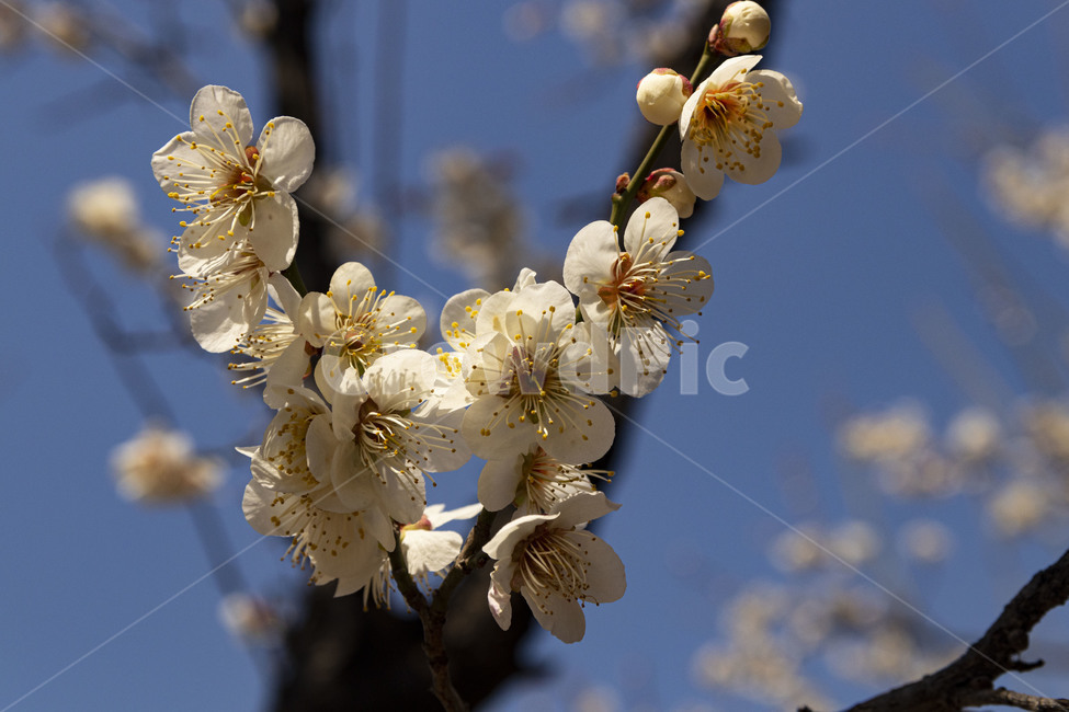 매화,매화꽃,백매화,plumblossom,whiteplumblossom,봄꽃,식물,plant,봄,계절,spring,season