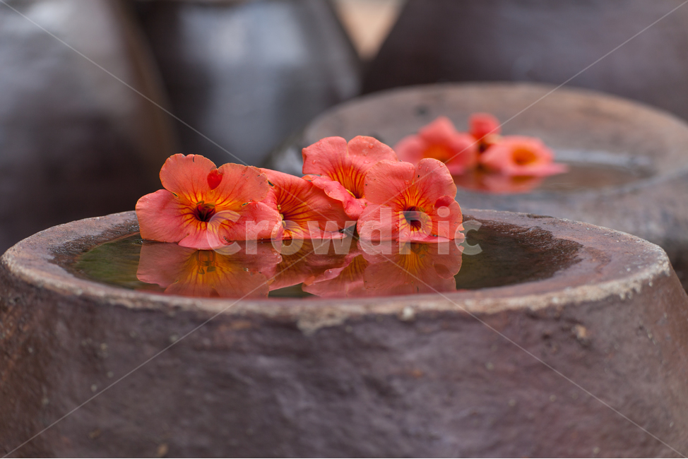 Legend,reflection,color,nature,koreanculture,Korean culture,jacaranda,korean,Orange,flower,orange flower,red,traditional,plants,plant,sight,jar,summer flowers,Korean tradition