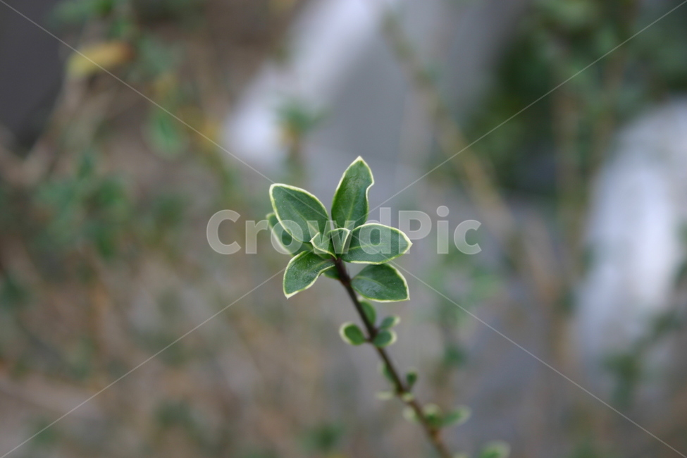 초록,식물,잎,tree,leaf,plant,green,nature,leaves,branch,fruit,isolated,spring,fresh,foliage,flower,garden,agriculture,flora,growth,forest,herb,organic,blossom,pine,macro,closeup,closeup,natural,twig,bloom,beauty,blooming,beautiful,petal,season,outdoors,environment,freshness,lush,grass,bouquet
