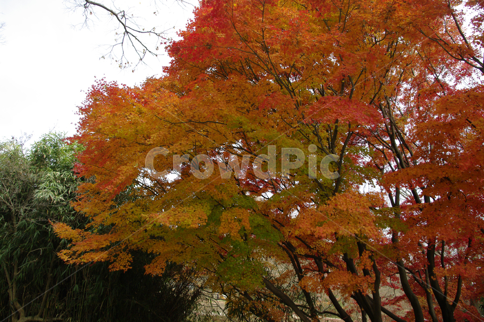 가을,fall,나무,식물,plant,단풍,잎,낙엽,가을,계절,fall,autumn,season,자연,풍경,nature,landscape,leaf,tree,maple