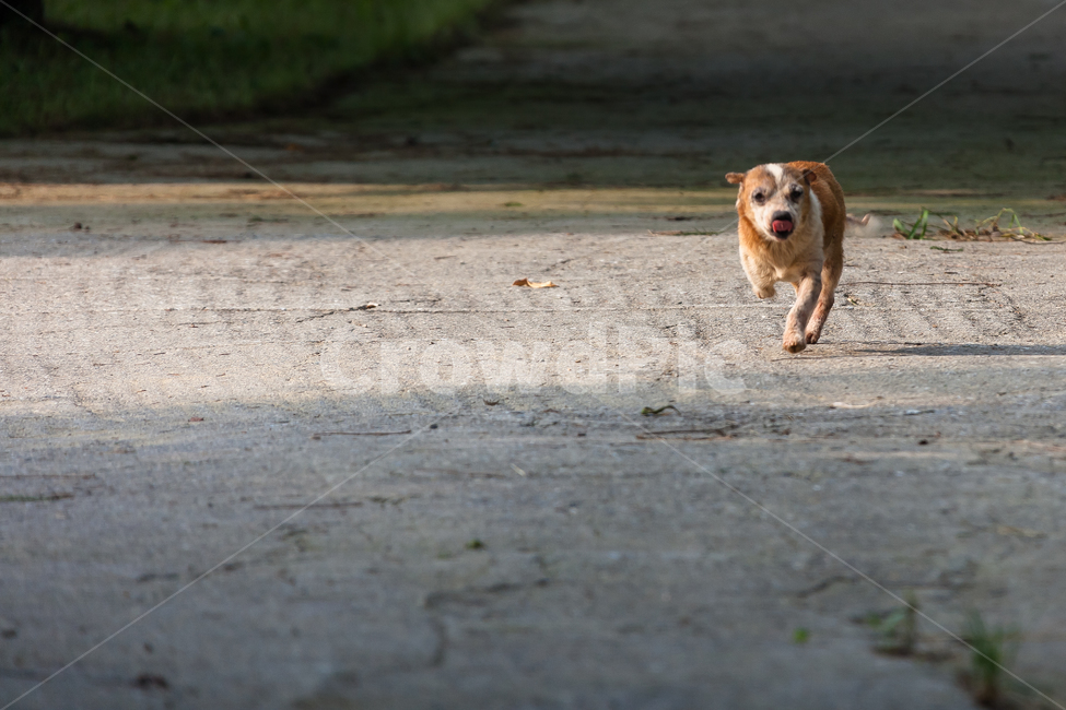 강아지,시골,개,애완동물,동물,새끼,토종개,동물,animal,포유류,mammal,개,강아지,dog,doggy