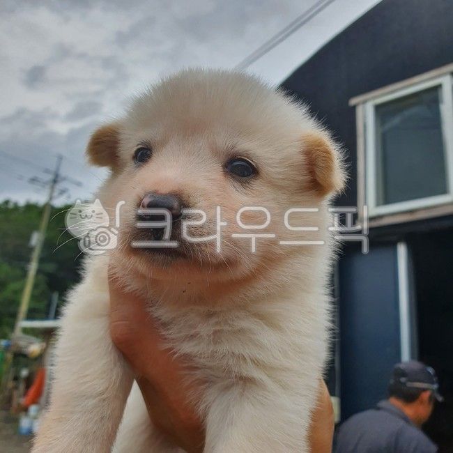 강아지,백구,새끼,어린,개