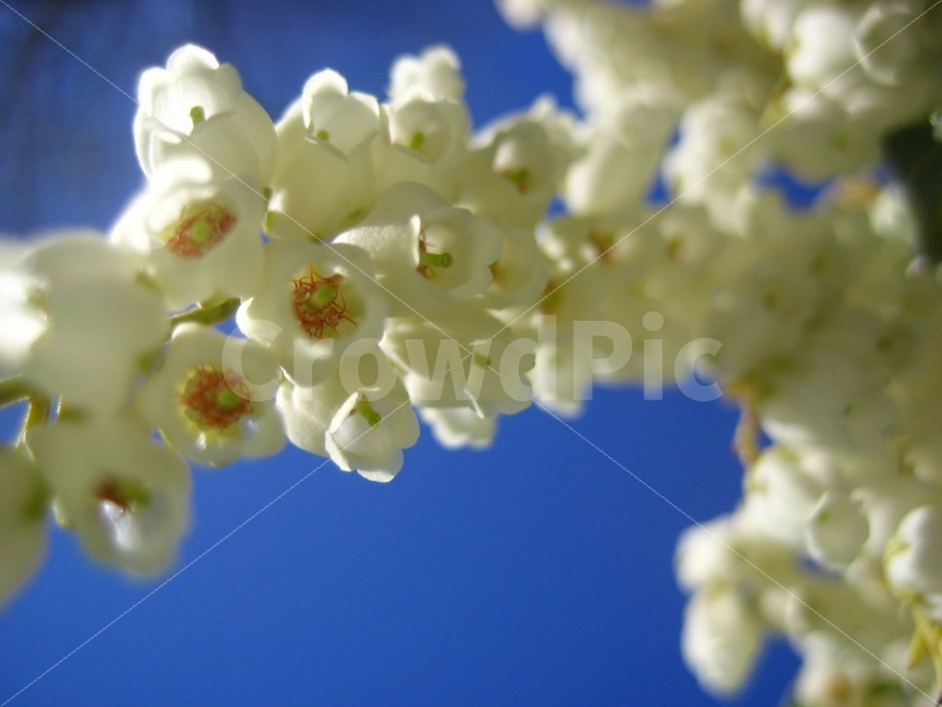 꽃,식물,함께,더불어,화이트,하늘,애틀란타,가을,식물,자연,plants,nature,꽃,flower