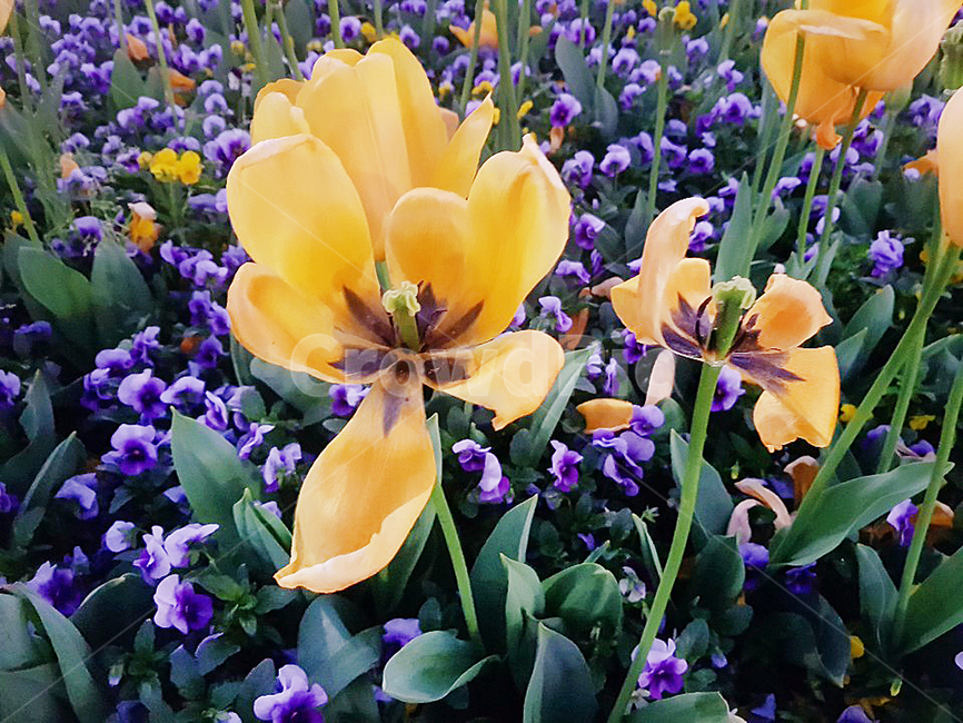 꽃,자연,식물,노란꽃,봄,노란,flower,yellowflower,plant,nature,simple,plants,따뜻한계절,autumnseason