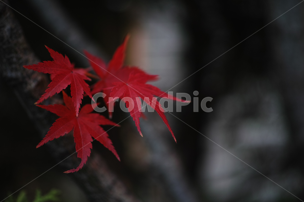 가을,단풍,낙엽,가을분위기,쓸쓸함,가을,계절,fall,autumn,season,식물,자연,plants,nature,감성,sensible,feeling,leaf,잎,plant,tree,나무