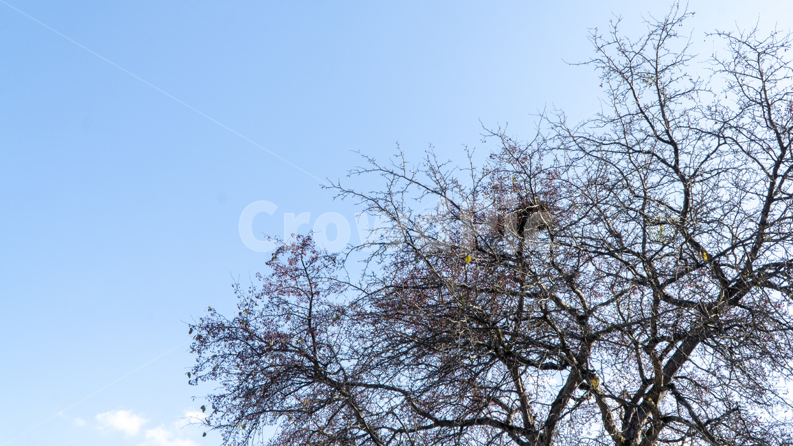 나무,까치집,새집,장수나무,가지,tree,autumn,branch,식물,자연,plants,nature,나무,trees,wood