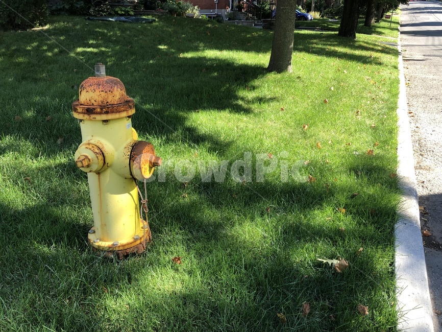 hydrant,firehydrant,소화전,노란색,노란소화전,외국소화전,잔디,길가,퇴근길,소방,오래된소화전,오래된,녹슨,녹슨소화전,녹슬은소화전,사물,물건,오브젝트,thing,object,matter