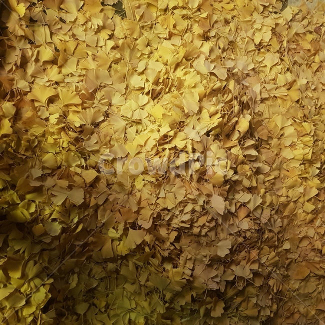 낙엽,은행나무,가을,노란색,fall,season
