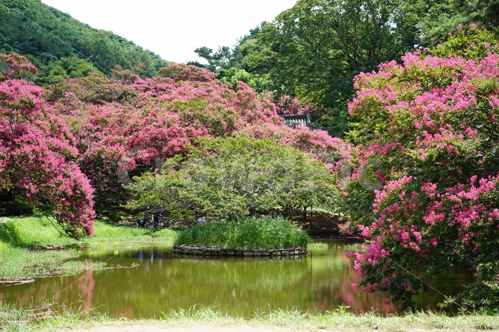 배롱나무,담양,명옥천원림,명옥헌,꽃,자연,풍경,nature,landscape,outdoors,옥외,plant,식물