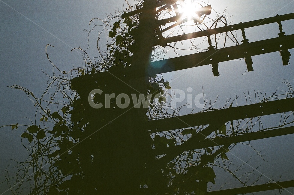 빛,light,플레어,flare,전봇대,telephonepole,햇빛,sunlight,식물,plant,역광,backlight,필름,film