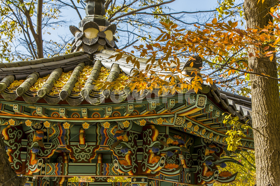 단청,문양,무늬,낙엽,전통,가을,가을,계절,fall,autumn,season,한국전통,한국문화,korean traditional,korean culture,건축물,건물외관,exterior,building,structure,architecture,construction,건물,temple,신전