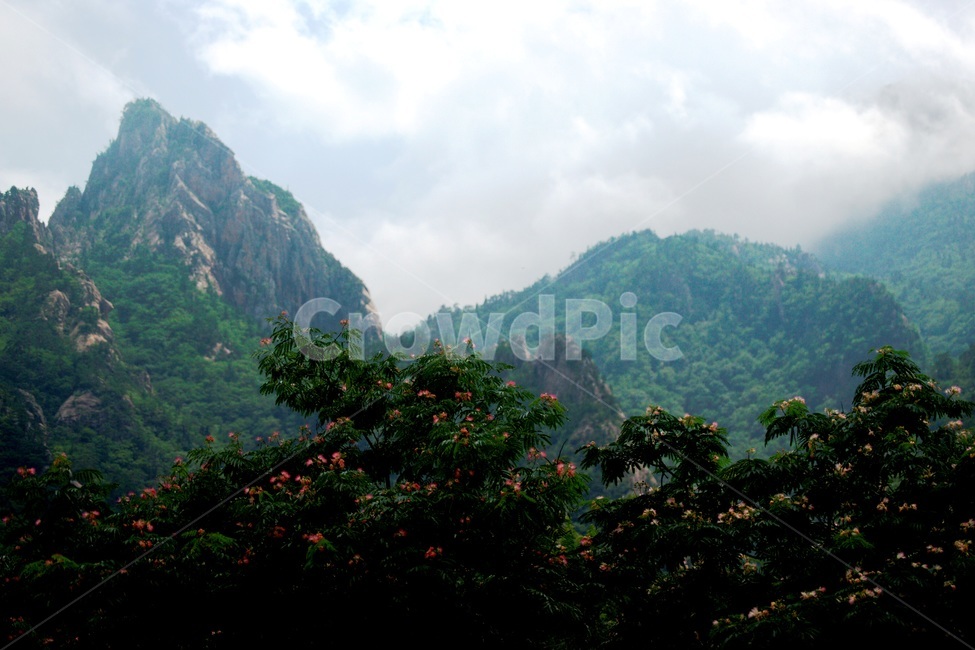 nature,자연,마운틴,설악산,자귀나무,자연,풍경,nature,landscape