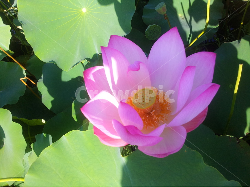 연꽃,여름,핑크,풍경,연못,식물,자연,plants,nature,꽃,flower