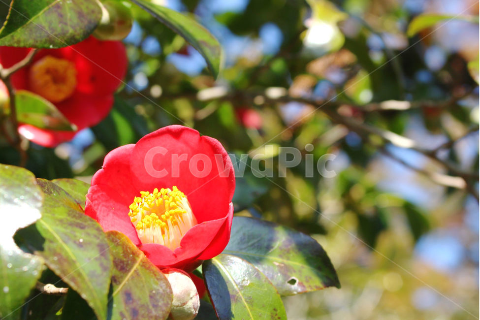 동백,동백꽃,꽃,감성사진,겨울,봄,하늘,자연,flower,sky,식물,자연,plants,nature,꽃,flower