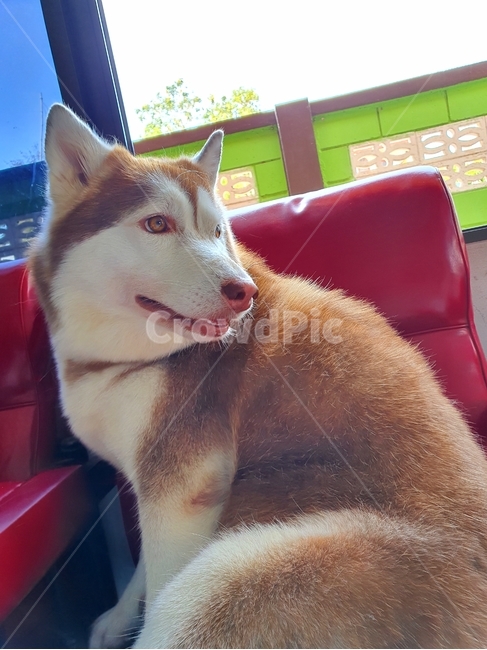 가구,furniture,개,강아지,dog