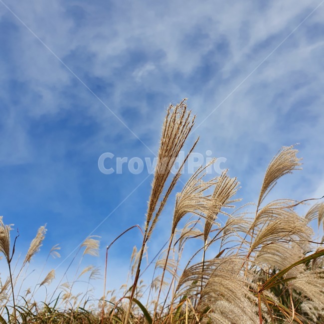 갈대,억새,잔디,식물,grass,plant,제주억새,하늘,파랑,구름