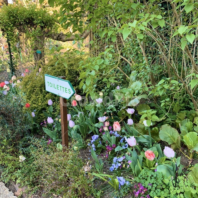 화분,식물,plant,garden,꽃밭,정원,꽃,flower
