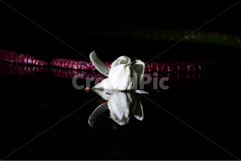 plant,식물,flower,수련,연꽃,야경,반영,식물,자연,plants,nature,꽃,flower