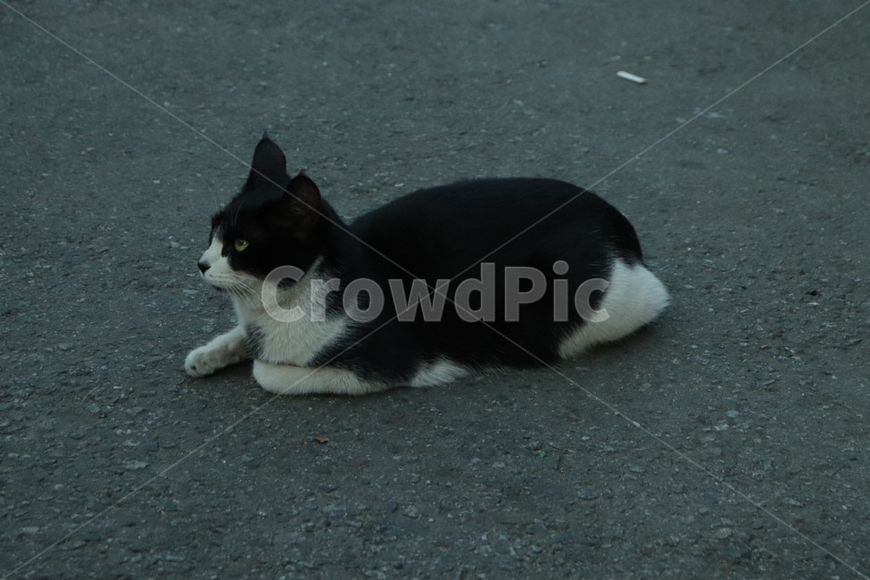 bread baking cat,stray cat,black cat,cat,sitting cat
