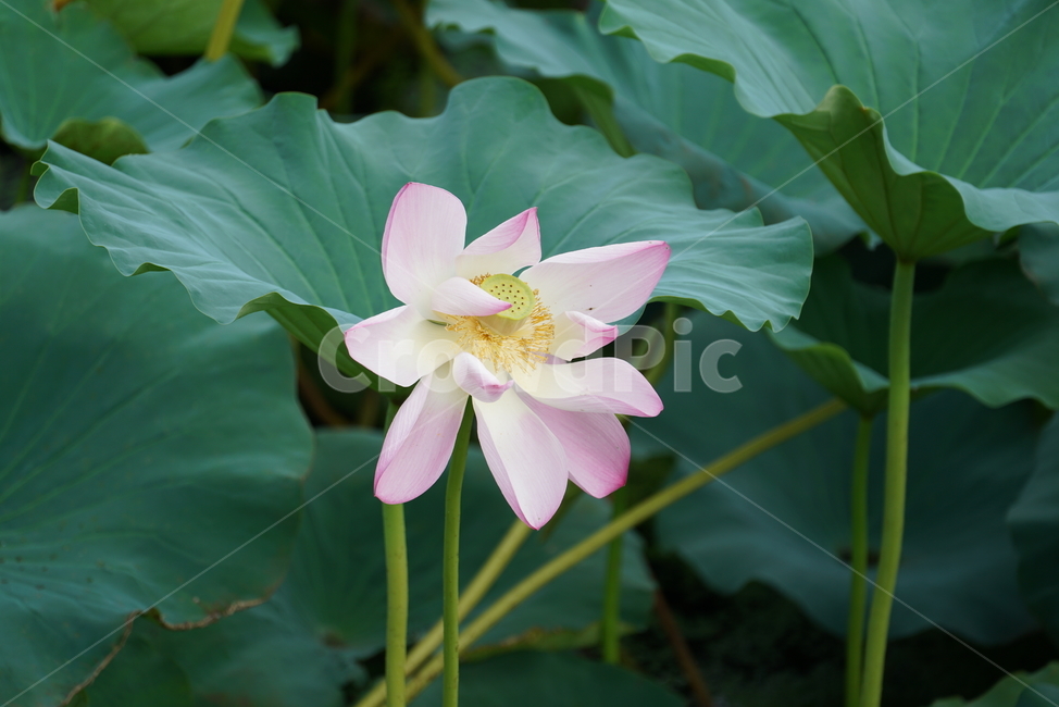 연꽃,연,lotus,수련,plant,식물,flower,blossom,꽃,식물,자연,plants,nature,꽃,flower