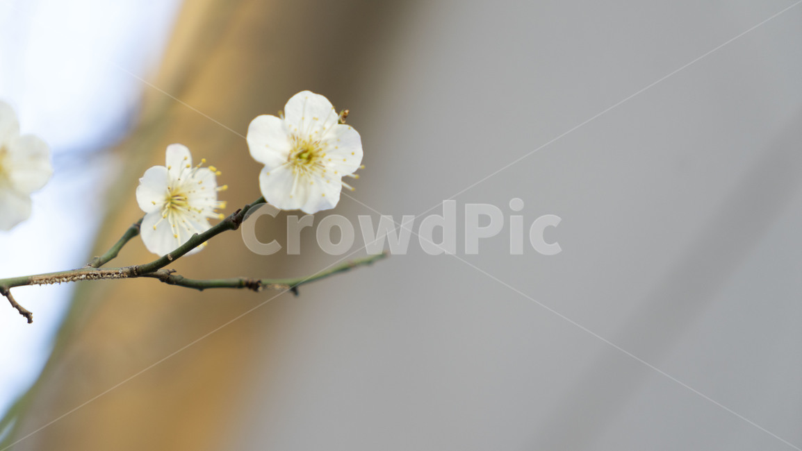 plant,식물,꽃,blossom,꽃봉오리,bud,spring,flower,봄,식물,자연,plants,nature,꽃,flower