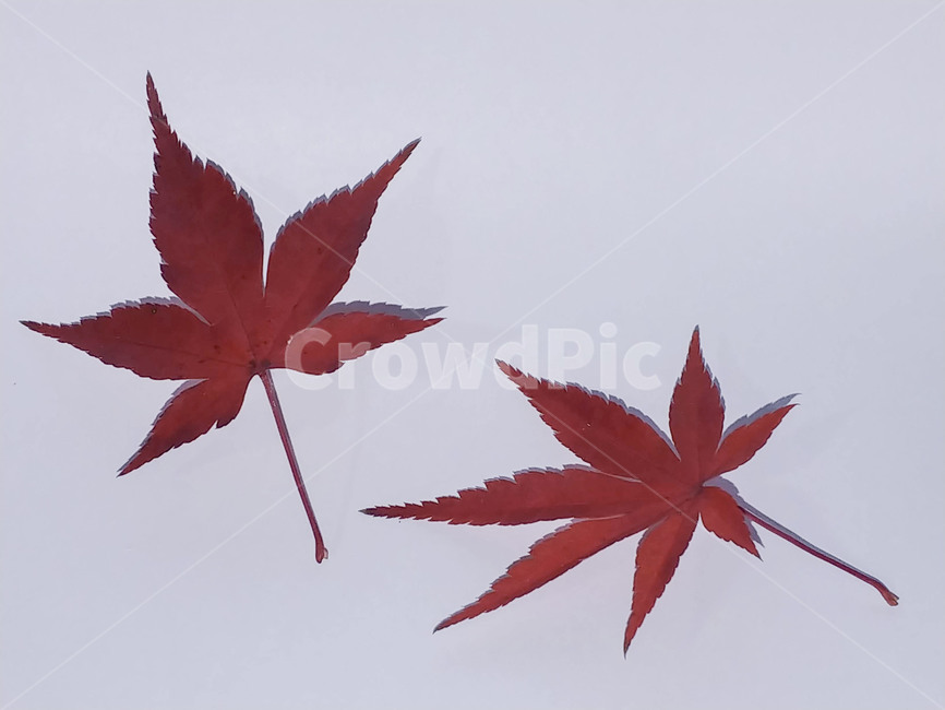 단풍잎,나뭇잎,가을,잎,낙엽,식물,autumn,leaf,leaves,maple,fall,plant,계절,season,가을,계절,fall,autumn,season,식물,자연,plants,nature