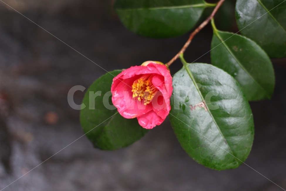 오동도,여수,동백꽃,비온뒤,꽃,식물,자연,plants,nature,꽃,flower