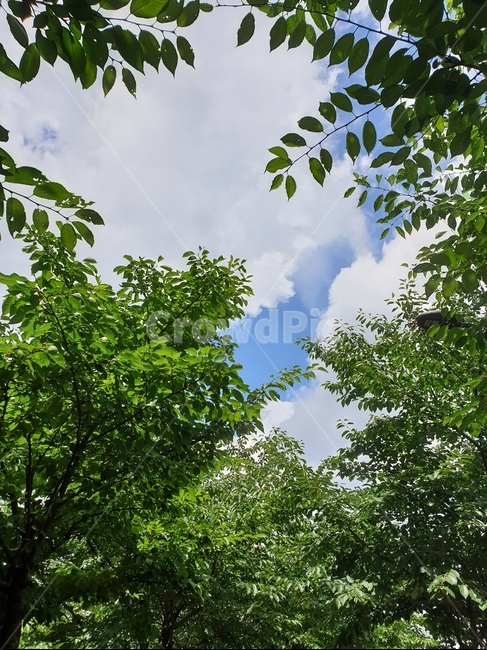 구름,하늘,나무,싱그러운,빼꼼사늘