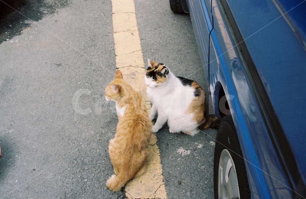 고양이,길,위태로움,귀여움,감성사진,동물,animal,포유류,mammal,고양이,cat,kitten,kitty,감성,sensible,feeling
