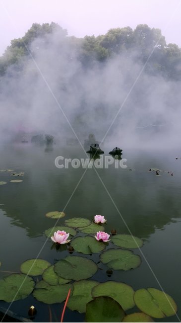 감성,안개,연꽃,배경이미지,자연,자연,풍경,nature,landscape,plant,식물