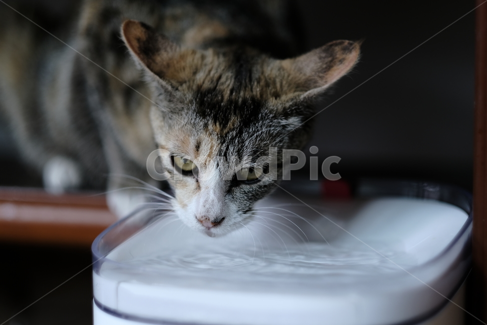 애완동물,반려동물,고양이,아깽이,새끼고양이,cat,동물,animal,포유류,mammal,고양이,cat,kitten,kitty