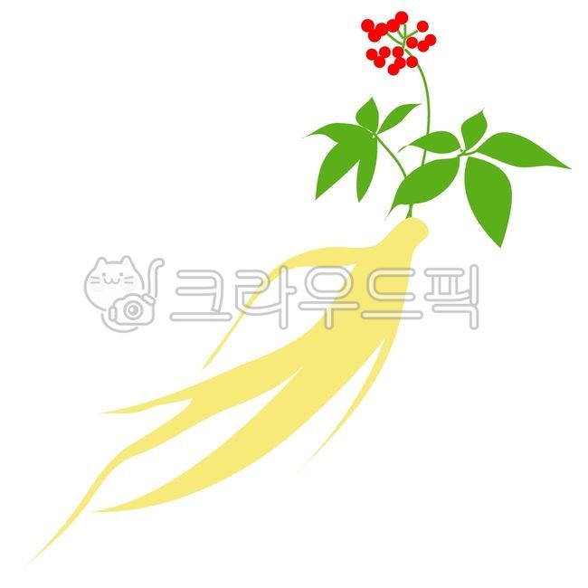 인삼, 산삼, 한약재, 홍삼, 수삼, 사진,이미지,일러스트,캘리그라피 - 베스트작가작가 크라우드픽 - 저작권 걱정 없는 상업용 이미지