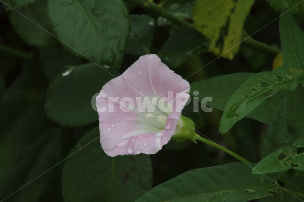 나팔꽃,꽃,식물,야생화,morningglory,식물,자연,plants,nature,꽃,flower