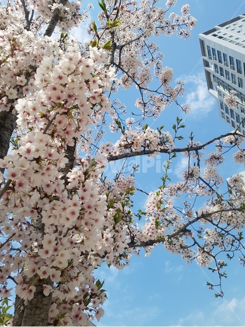 벚꽃,꽃구경,봄,개화,공원,하늘,spring,sky,cherryblossoms