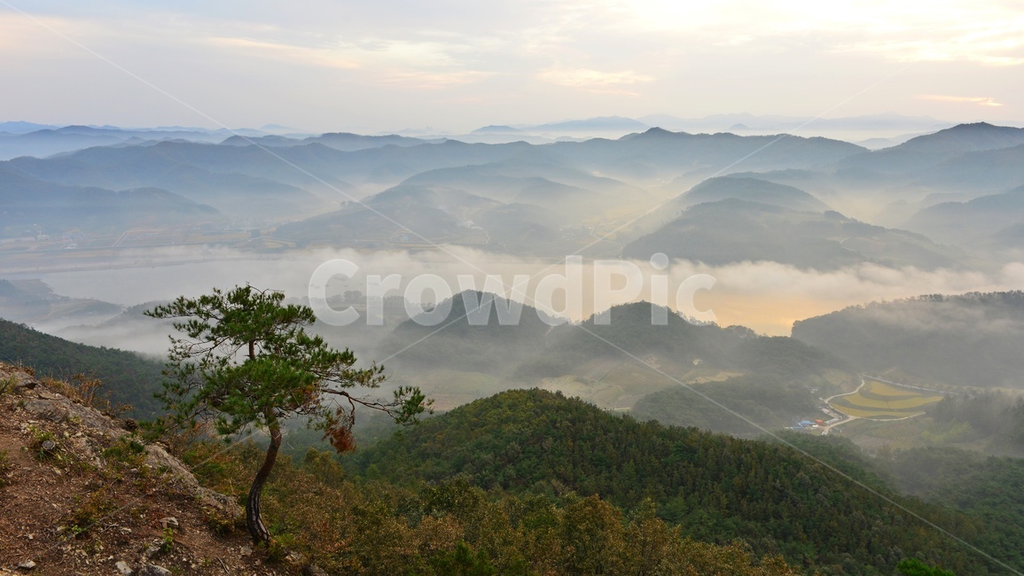 임실,국사봉,국사봉일출,여명,아침,해돋이,운해,소나무,nature,자연,mountain,산,mountainrange,산맥,outdoors,옥외,자연,풍경,nature,landscape