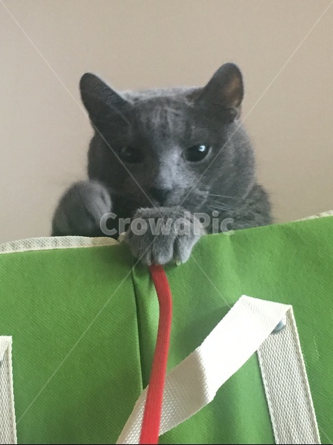 고양이,러시안블루,cat,pet,초록색