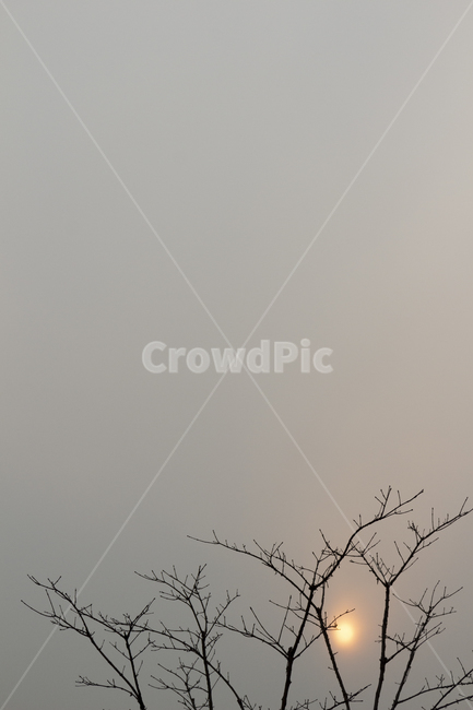 흐린하늘,태양,해,나뭇가지,모노톤,nature,자연,outdoors,옥외,해무리,햇빛,sun,실루엣,나무,풍경,회색,구름,흐린,배경,날씨