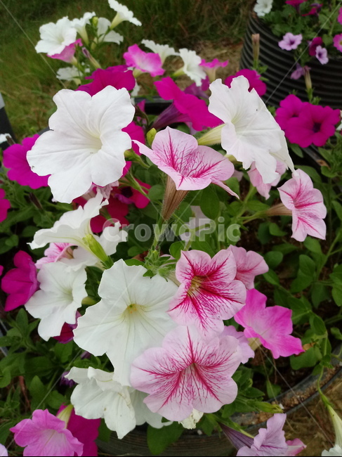 페튜니아,꽃,식물,plant,flower,petunia,식물,자연,plants,nature,꽃,flower