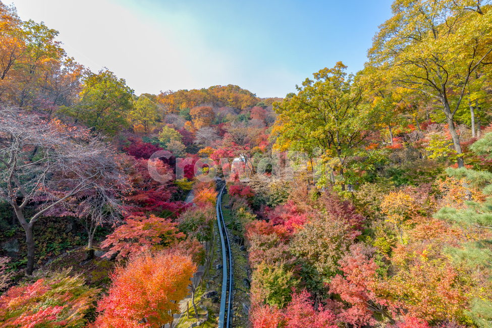 가을,단풍,나무,화담숲,풍경,가을,계절,fall,autumn,season,자연,풍경,nature,landscape,tree,plant,식물