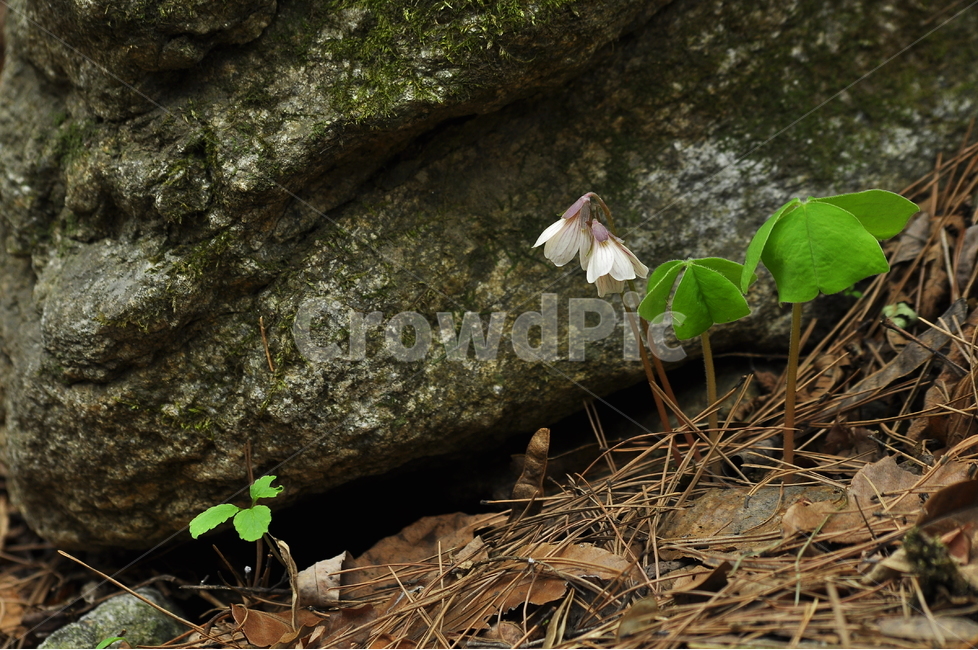small,pure,cute,our flower,spring flowers,beautiful,fallen leaves,big hoe,native,affix,vitality,rare plant,season,Flowers blooming in the mountains,conversation,macro,close up,flowers,green,herbal,nature,leaf,flower,wildflowers,rock crevice,refreshing,pla