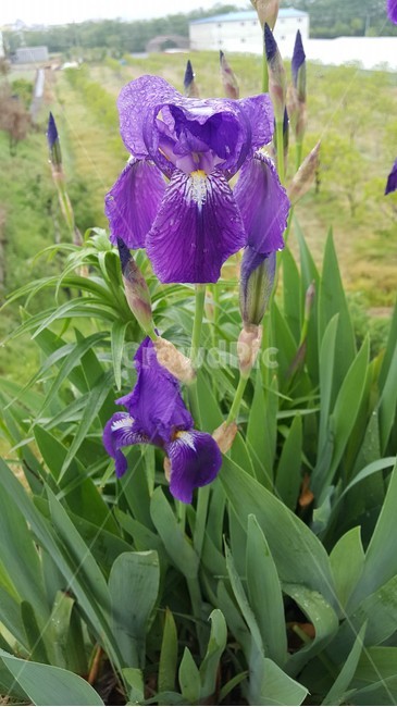 붓꽃,비맞은붓꽃,보라색,꽃,식물,자연,nature,보라,색,봄비,흐린,비,날씨,물방울,물방울맺힌붓꽃,flower