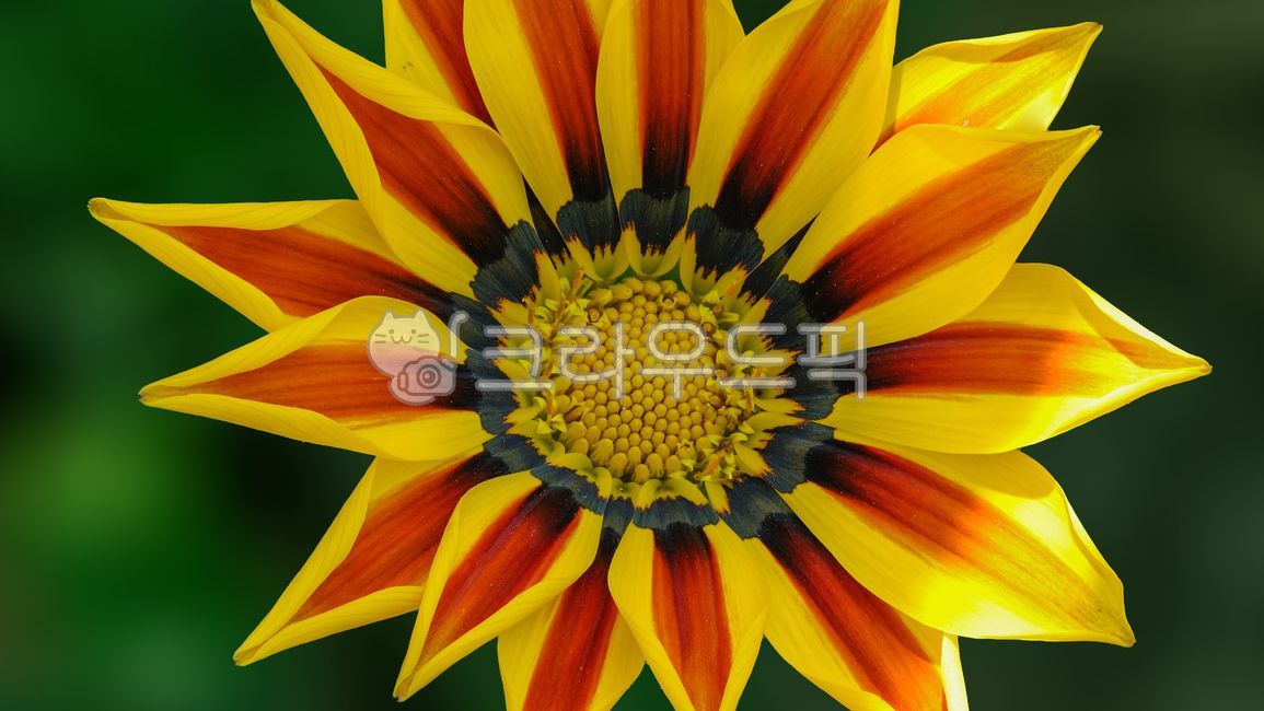 Gazania,plant,yellow flower,yellow,gazania,flower