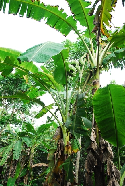 plant,식물,fruit,과일,food,음식,banana,tree,바나나,잎,숲,자연,countryside,vietnam,베트남